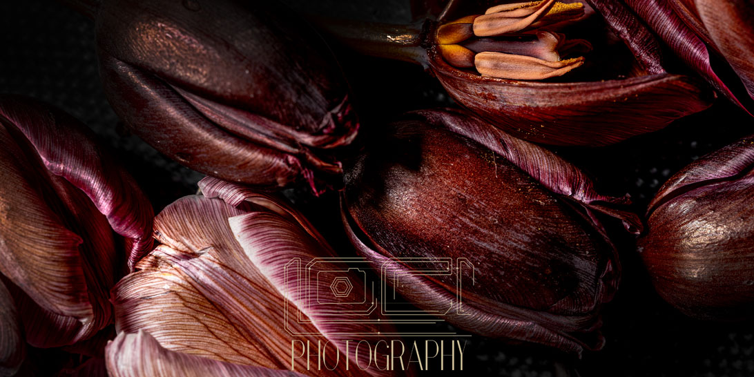 SOme creative floral macro work done with the Fujifilm GFH medium format camera by Loci Photography.